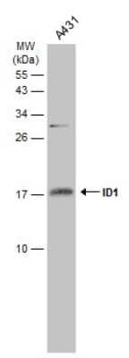 Western Blot: ID1 Antibody [NBP3-13286]