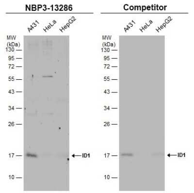 Western Blot: ID1 Antibody [NBP3-13286]