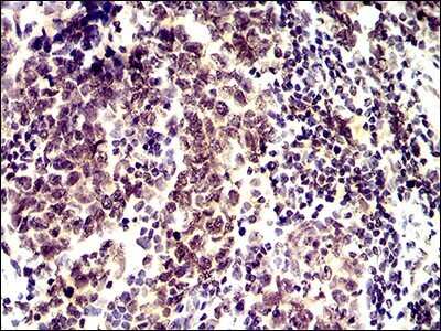 Immunohistochemistry-Paraffin: ID2 Antibody (4E12G5) - BSA Free [NBP2-37417]