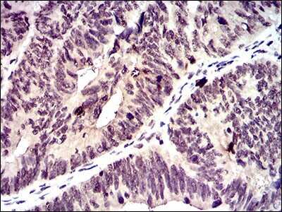 Immunohistochemistry-Paraffin: ID2 Antibody (4E12G5) - BSA Free [NBP2-37417]