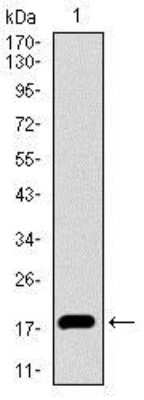 Western Blot: ID2 Antibody (4E12G5)BSA Free [NBP2-37417]