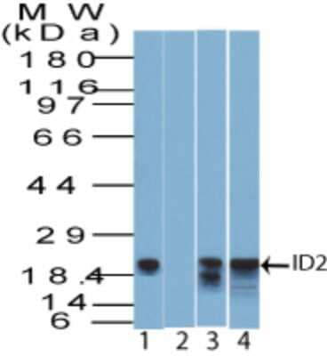 Western Blot: ID2 Antibody [NBP2-27194]