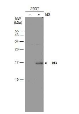 Western Blot: ID3 Antibody (2B11) [NB500-112]