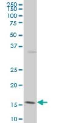 Western Blot: ID3 Antibody (3D3) [H00003399-M04]