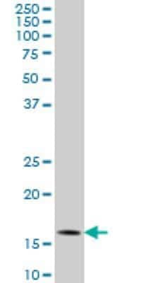 Western Blot: ID3 Antibody (3E10) [H00003399-M02]