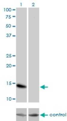 Western Blot: ID3 Antibody (4G1) [H00003399-M01]