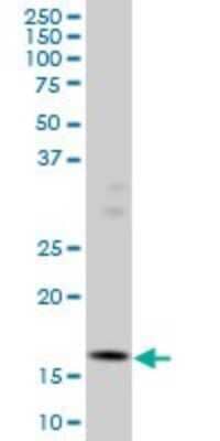 Western Blot: ID3 Antibody (4G1) [H00003399-M01]