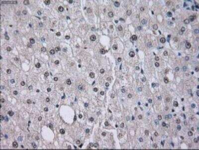 Immunohistochemistry-Paraffin: ID3 Antibody (OTI8B3) [NBP2-02136]
