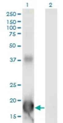 Western Blot: ID4 Antibody (3F11) [H00003400-M13]