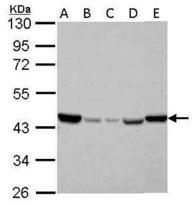 Western Blot: IDH2 Antibody (673) [NBP2-43572]