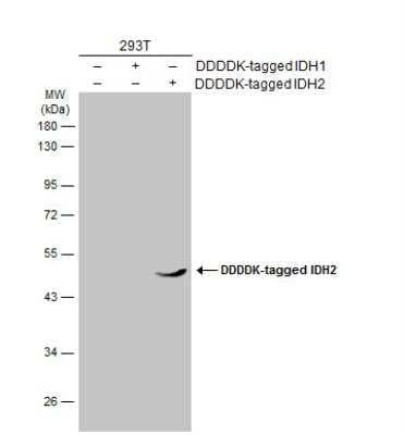 Western Blot: IDH2 Antibody (673) [NBP2-43572]