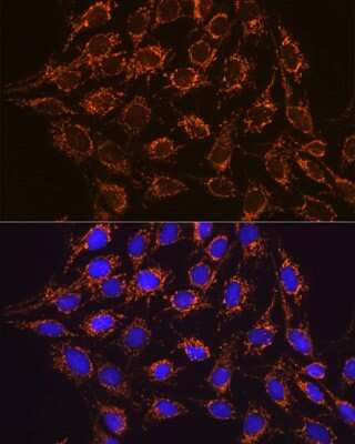 Immunocytochemistry/ Immunofluorescence: IDH2 Antibody (8C3D4) [NBP3-15366]