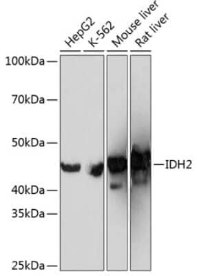 Western Blot: IDH2 Antibody (8C3D4) [NBP3-15366]