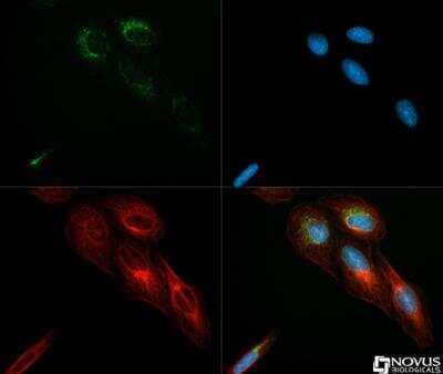 Immunocytochemistry/ Immunofluorescence: IDH2 Antibody - BSA Free [NBP2-22166]