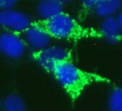 Immunocytochemistry/ Immunofluorescence: IDH2 Antibody - BSA Free [NBP2-22166]