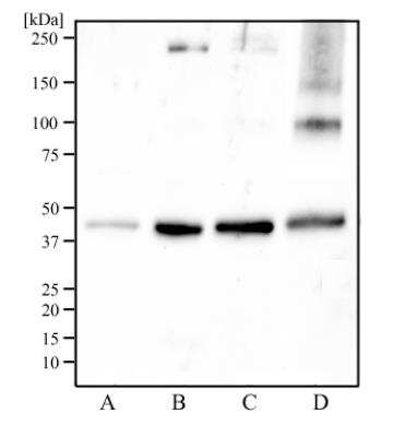 Western Blot: IDH2 AntibodyBSA Free [NBP2-22166]