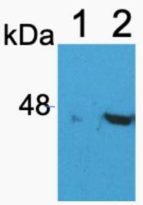 Western Blot: IDH2 AntibodyBSA Free [NBP2-22166]