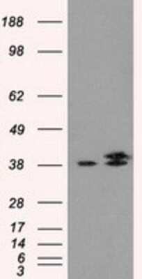 Western Blot: IDH3A Antibody (OTI2F11) [NBP2-02158]