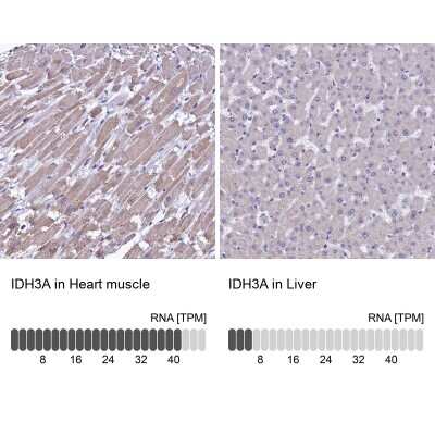 Immunohistochemistry-Paraffin: IDH3A Antibody [NBP1-85840]