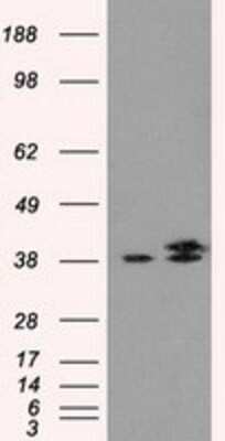 Western Blot: IDH3A Antibody (OTI2F11)Azide and BSA Free [NBP2-70992]