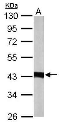 Western Blot: IDH3A Antibody [NBP2-16916]