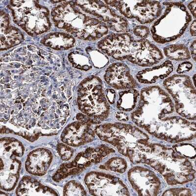 Immunohistochemistry-Paraffin: IDH3B Antibody [NBP2-14114]