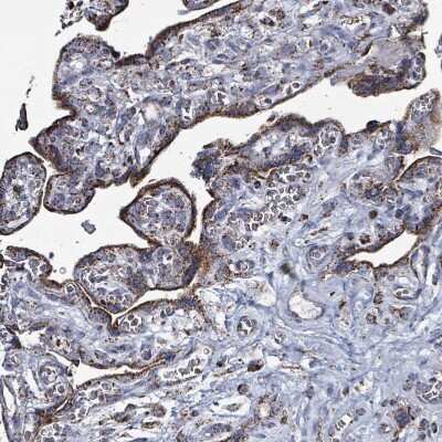Immunohistochemistry-Paraffin: IDH3B Antibody [NBP2-14114]