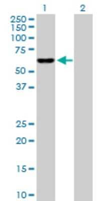 Western Blot: IDH3B Antibody [H00003420-D01P]