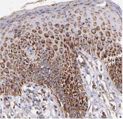 Immunohistochemistry-Paraffin: IDH3G Antibody [NBP1-85810]