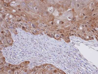 Immunohistochemistry-Paraffin: IDI1 Antibody [NBP1-31477]