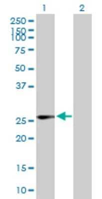 Western Blot: IDI1 Antibody [H00003422-B01P]