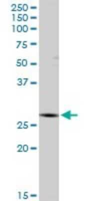 Western Blot: IDI1 Antibody [H00003422-D01P]