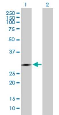 Western Blot: IDI1 Antibody [H00003422-D01P]