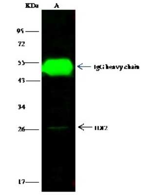 Immunoprecipitation: IDI2 Antibody [NBP2-97025]