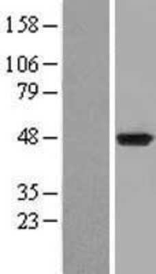 Western Blot: Indoleamine 2,3-dioxygenase/IDO Overexpression Lysate [NBL1-11988]