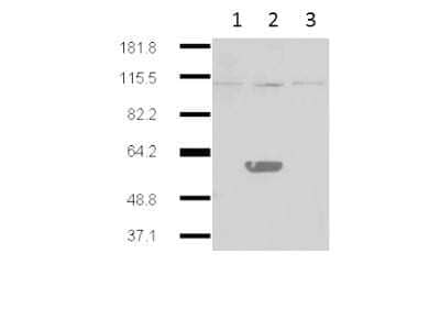 Western Blot: IDO2 Antibody (1HC) [NBP2-21641]