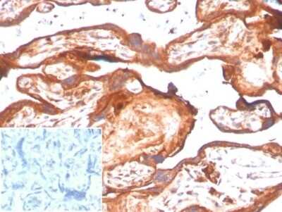 Immunohistochemistry-Paraffin: IDO2 Antibody (IDO2/2638) [NBP3-13867]