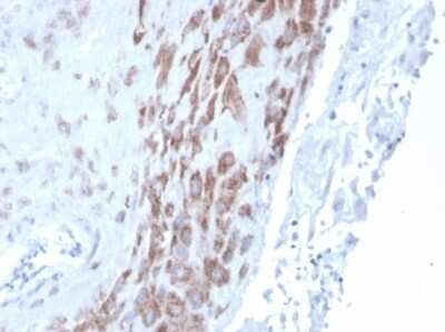 Immunohistochemistry-Paraffin: IDO2 Antibody (IDO2/2639) [NBP3-13868]