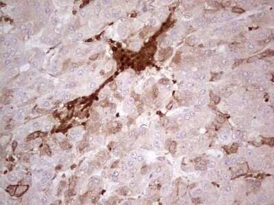 Immunohistochemistry: IDO2 Antibody (OTI11B2) - Azide and BSA Free [NBP2-72454]