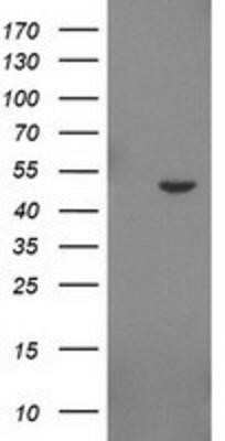 Flow Cytometry: IDO2 Antibody (OTI1A4) - Azide and BSA Free [NBP2-72453]
