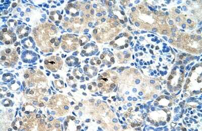 Immunohistochemistry: IER2 Antibody [NBP3-10325]