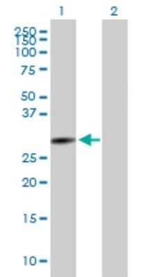 Western Blot: IER2 Antibody [H00009592-B02P]