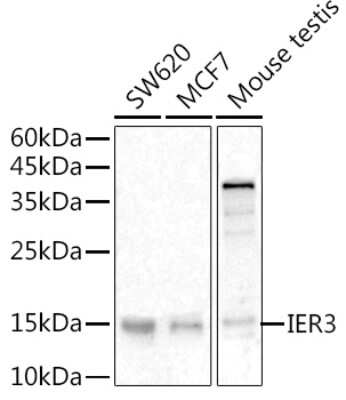 Western Blot: IER3 AntibodyBSA Free [NBP3-03948]