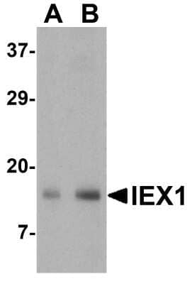 Western Blot: IER3 AntibodyBSA Free [NBP1-76802]