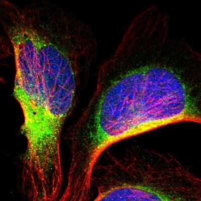 Immunocytochemistry/ Immunofluorescence: IER3IP1 Antibody [NBP1-90884]