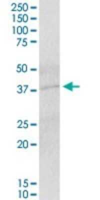 Western Blot: IER5 Antibody [H00051278-B01P]