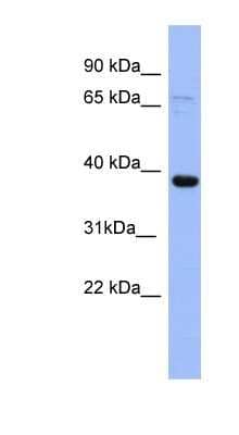 Western Blot: IER5 Antibody [NBP1-54809]