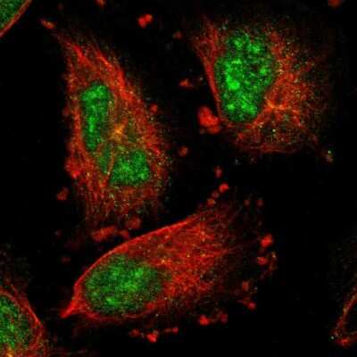 Immunocytochemistry/ Immunofluorescence: IER5L Antibody [NBP1-88799]