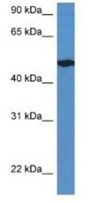 Western Blot: IER5L Antibody [NBP1-74071]