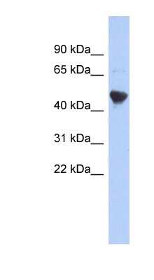 Western Blot: IER5L Antibody [NBP1-79610]